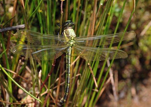 Teneral
2011_05_30_Rabun